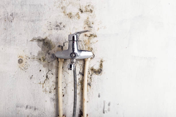 Best White Mold Remediation in Santa Ana, CA