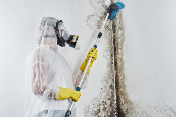 Best Preventive Mold Services in Santa Ana, CA