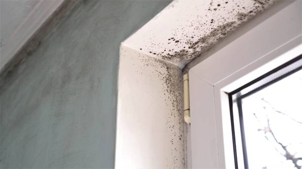 Best Basement Mold Remediation in Santa Ana, CA