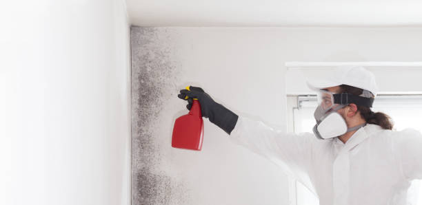 Best Bathroom Mold Remediation in Santa Ana, CA