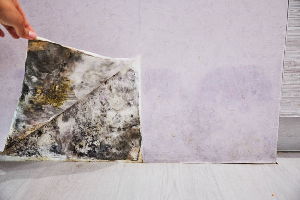 Best Commercial Mold Remediation in Santa Ana, CA